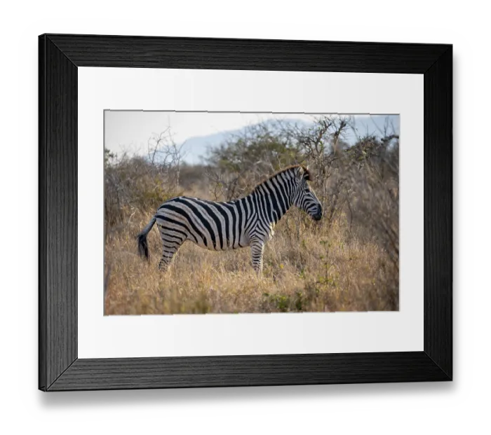 Framed Print : Plains zebra (Equus quagga) in tall grass