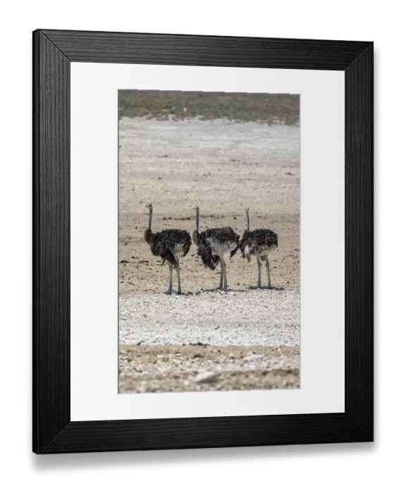 Framed Print : African ostrich (Struthio camelus) Framed Print : African ostrich (Struthio camelus)