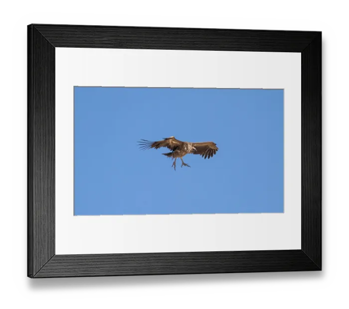 Framed Print : White-backed vulture (Gyps africanus) in flight against a blue sky Framed Print : White-backed vulture (Gyps africanus) in flight against a blue sky