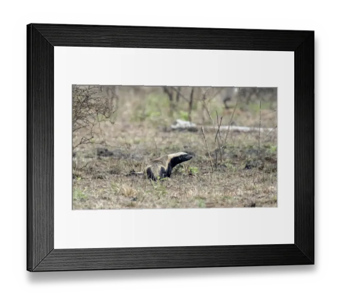Framed Print : Honey badger (Mellivora capensis)