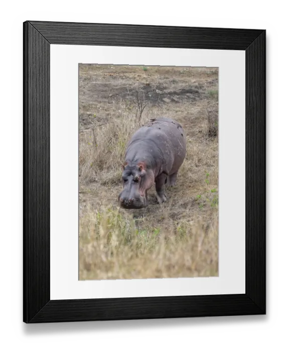 Framed Print : Hippopotamus (Hippopatamus amphibius) grazing Framed Print : Hippopotamus (Hippopatamus amphibius) grazing