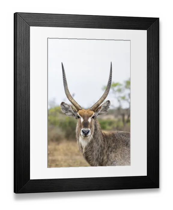 Framed Print : Ellipsen waterbuck (Kobus ellipsiprymnus)