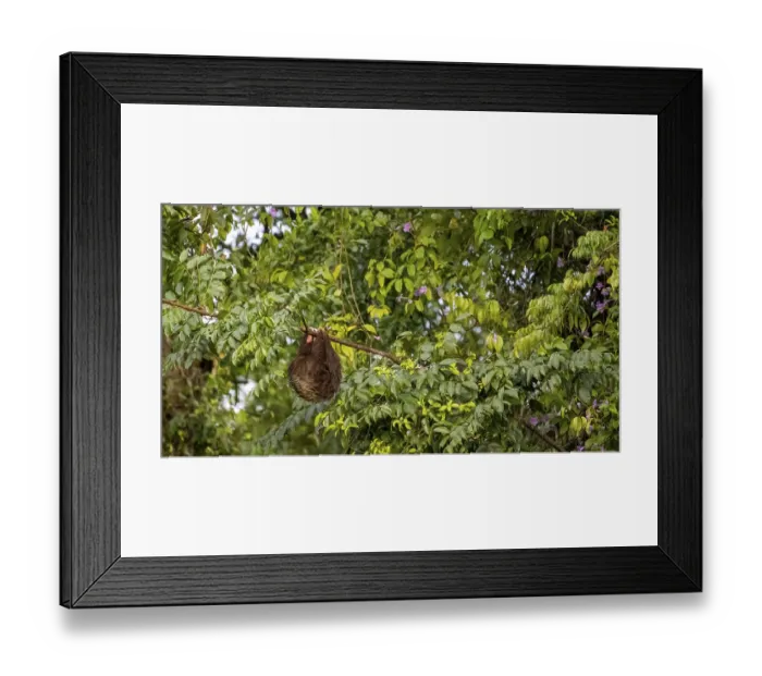 Framed Print : Linnaeus's two-toed sloth (Choloepus didactylus) hanging from a thin branch in a tree