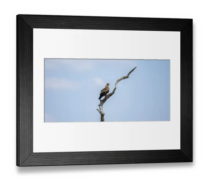 Framed Print : Brown snake eagle (Circaetus cinereus) Framed Print : Brown snake eagle (Circaetus cinereus)