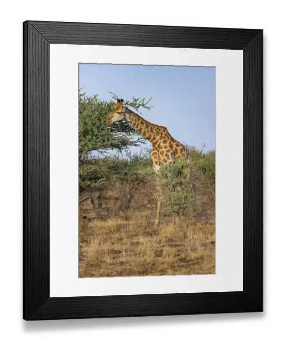 Framed Print : Southern giraffe (Giraffa giraffa giraffa)