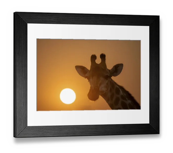 Framed Print : Southern giraffe (Giraffa giraffa giraffa) backlit in front of the sun at sunset