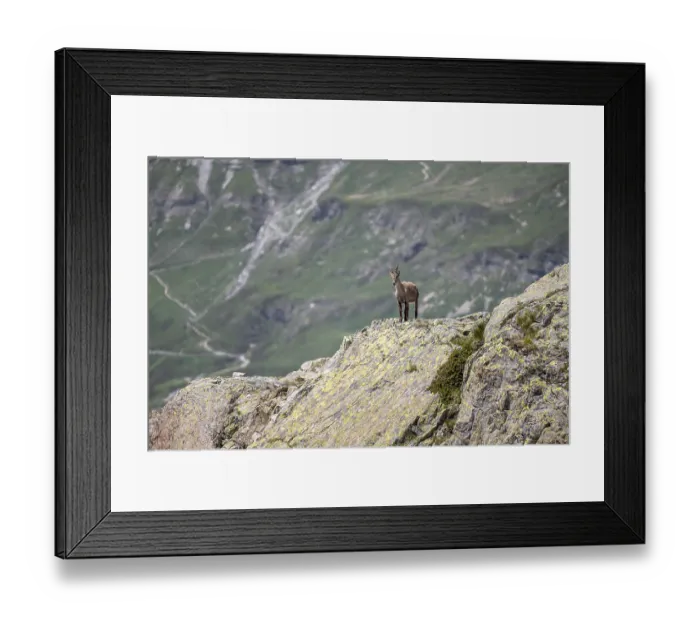 Framed Print : Alpine ibex (Capra ibex) on a rock Framed Print : Alpine ibex (Capra ibex) on a rock