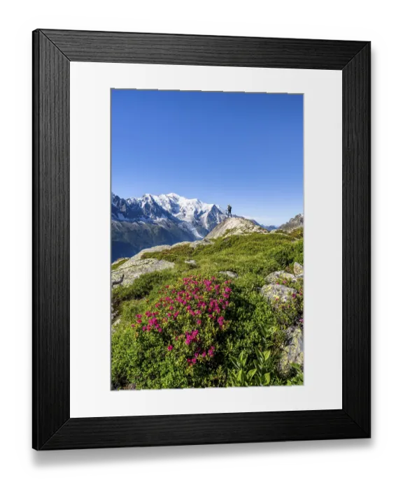 Framed Print : Mountaineer in mountain landscape with alpine roses Framed Print : Mountaineer in mountain landscape with alpine roses