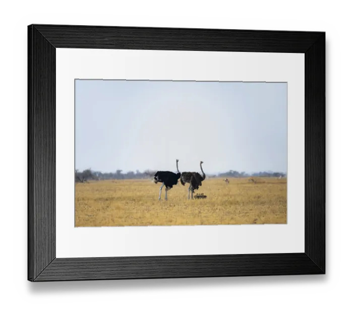 Framed Print : Common ostrich (Struthio camelus) Framed Print : Common ostrich (Struthio camelus)