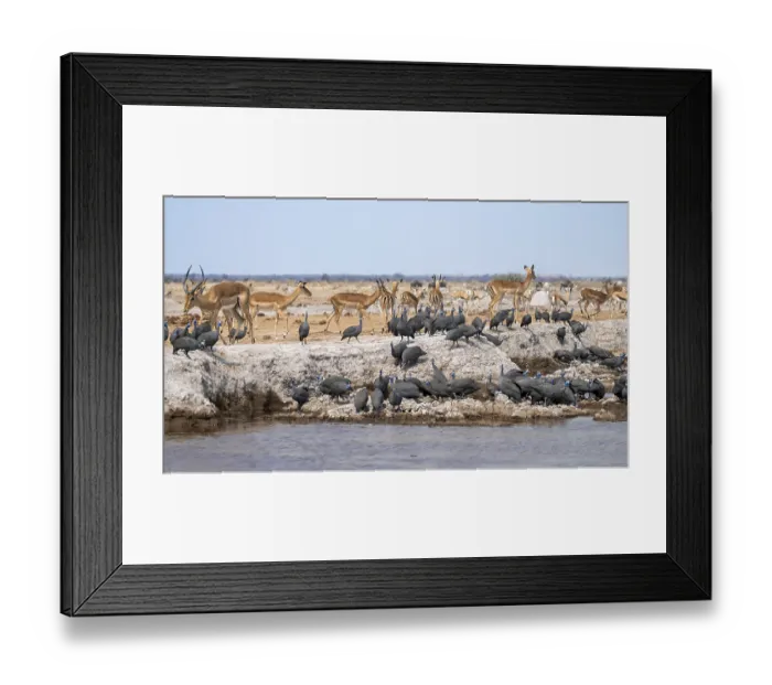 Framed Print : Helmeted guinea fowl (Numida meleagris)
