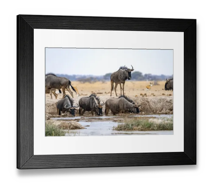 Framed Print : Blue wildebeest (Connochaetes taurinus)