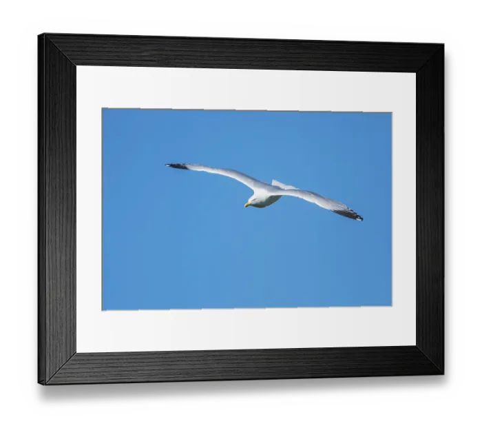 Framed Print : European Herring Gull (Larus argentatus) in flight on blue sky Framed Print : European Herring Gull (Larus argentatus) in flight on blue sky