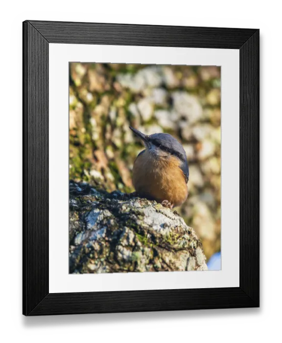 Framed Print : Eurasian Nuthatch (Sitta europaea) Framed Print : Eurasian Nuthatch (Sitta europaea)