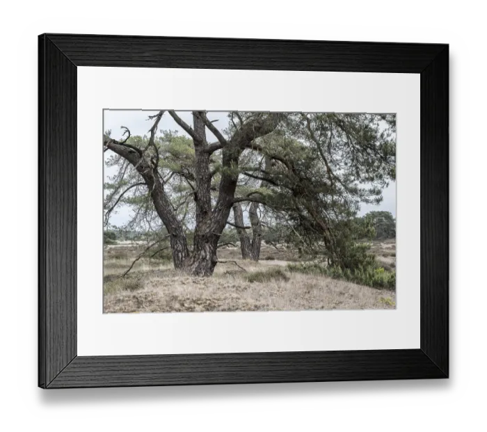 Framed Print : Pine trees (Pinus sylvestris), Hoge Veluwe