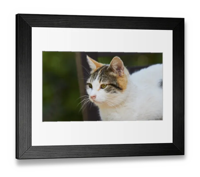 Framed Print : An attentive cat with tricoloured fur looks sideways into the distance in the greenery Framed Print : An attentive cat with tricoloured fur looks sideways into the distance in the greenery