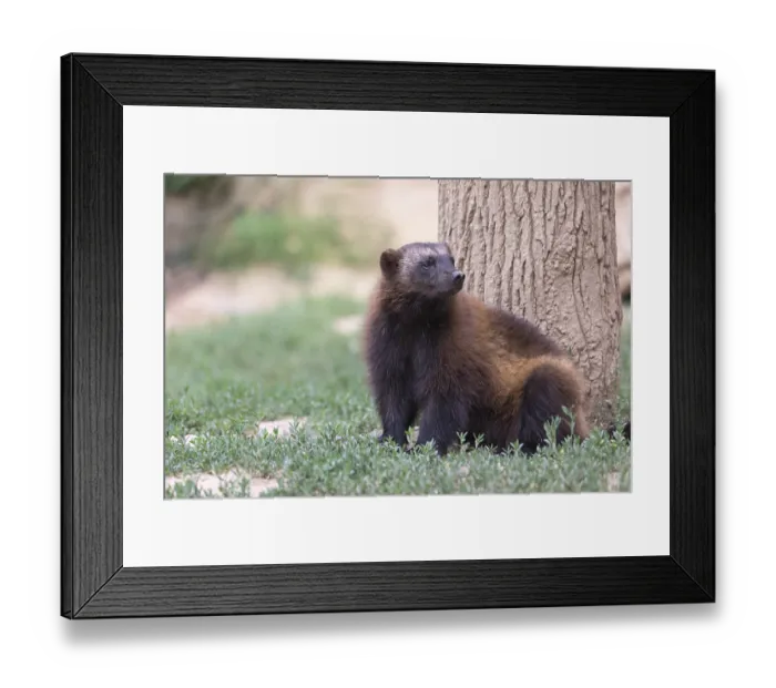 Framed Print : One wolverine, (Gulo gulo), sitting on grass Framed Print : One wolverine, (Gulo gulo), sitting on grass