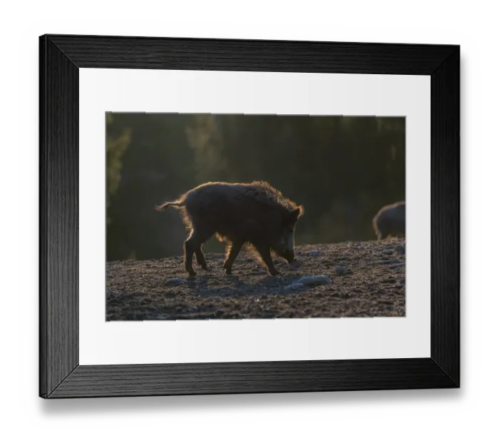 Framed Print : One wild boar or wild pig (Sus scrofa) walking over an opening Framed Print : One wild boar or wild pig (Sus scrofa) walking over an opening
