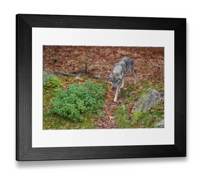 Framed Print : An adult male Eurasian gray wolf (Canis lupus lupus) runs out of a forest