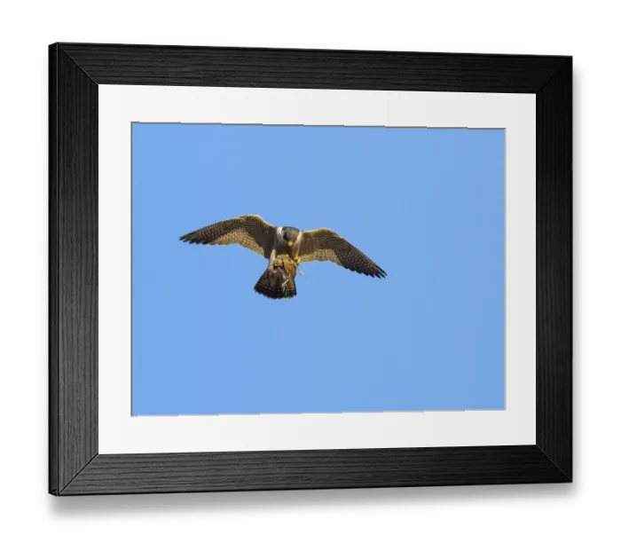 Framed Print : Peregrine Falcon (Falco peregrinus)