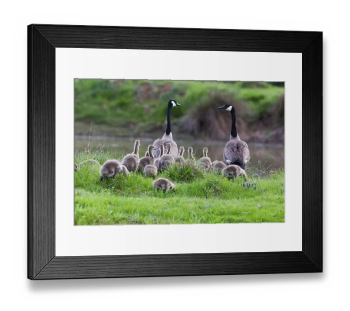 Framed Print : Canada goose chicks (Branta canadensis)