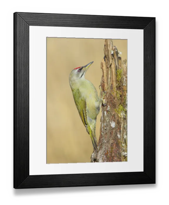 Framed Print : Grey-headed woodpecker (Picus canus)