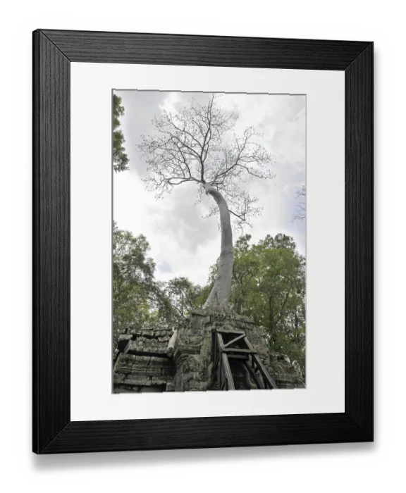 Framed Print : Tetrameles tree (Tetrameles nudiflora)