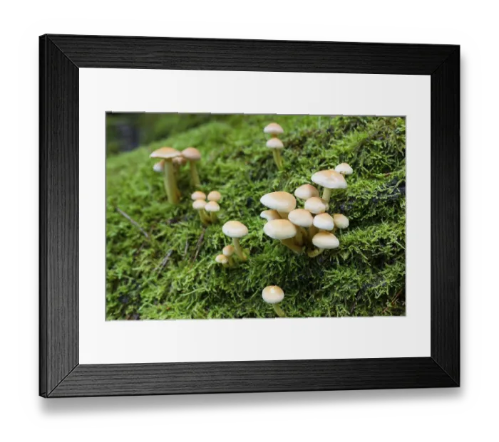 Framed Print : Mushrooms and mosses grow on the rotten tree trunks in the forest Framed Print : Mushrooms and mosses grow on the rotten tree trunks in the forest