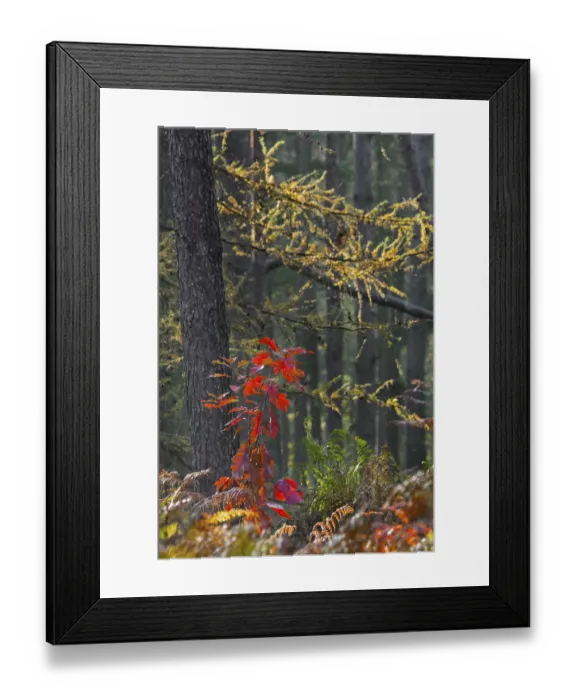 Framed Print : Northern red oak (Quercus rubra) Framed Print : Northern red oak (Quercus rubra)