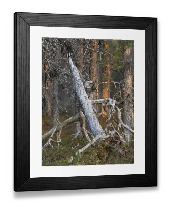 Framed Print : Scots Pine (Pinus sylvestris), dead tree stem in forest