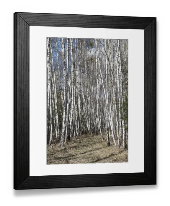 Framed Print : Birch trees (Betula), birch forest