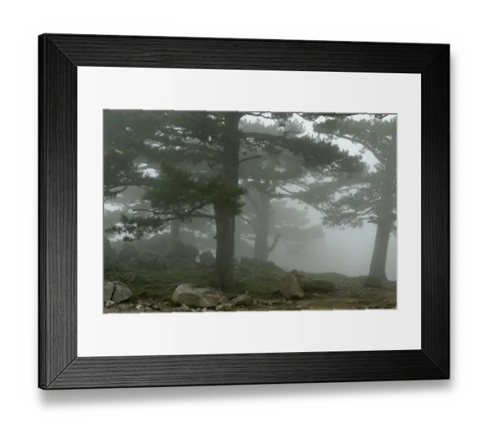 Framed Print : Trees in the fog on the Col del Bavella