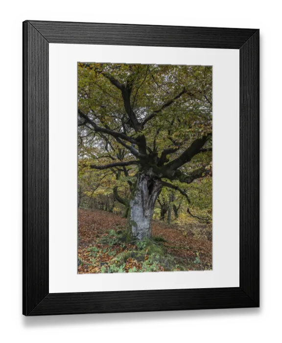 Framed Print : Ancient copper beech (Fagus sylvatica) Framed Print : Ancient copper beech (Fagus sylvatica)