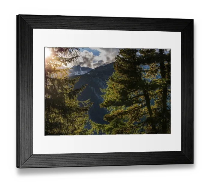 Framed Print : Hiking trail in the Swiss stone pine forest Framed Print : Hiking trail in the Swiss stone pine forest