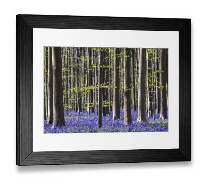 Framed Print : Blue flowering bluebells (Hyacinthoides non-scripta) in the copper beech (Fagus sylvatica) forest Framed Print : Blue flowering bluebells (Hyacinthoides non-scripta) in the copper beech (Fagus sylvatica) forest
