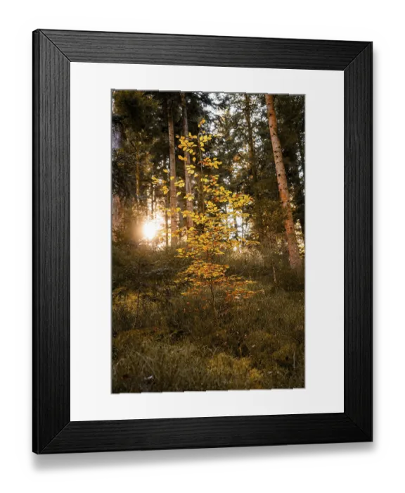 Framed Print : Single tree in autumn with yellow leaves in the forest