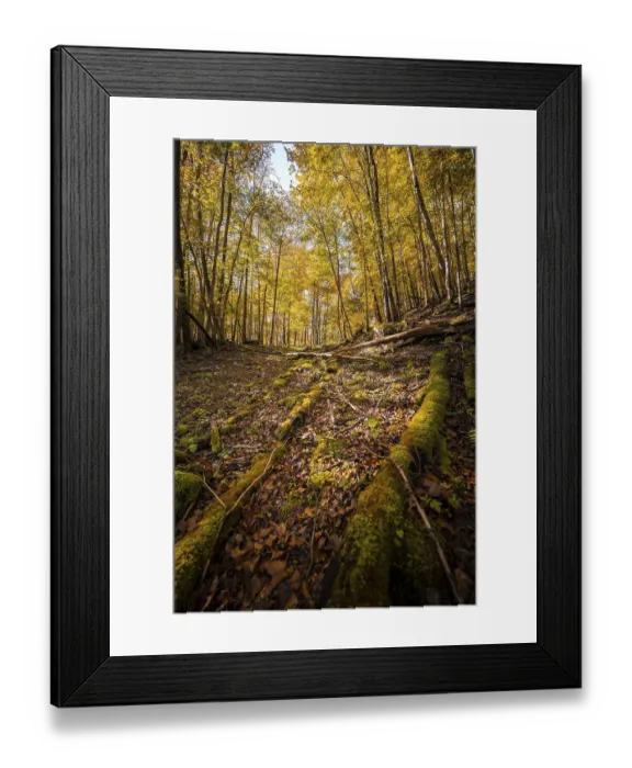 Framed Print : Light beech forest in autumn, Berchtesgaden National Park