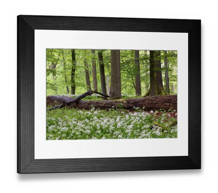 Framed Print : Deciduous forest with flowering wild garlic (Allium ursinum)