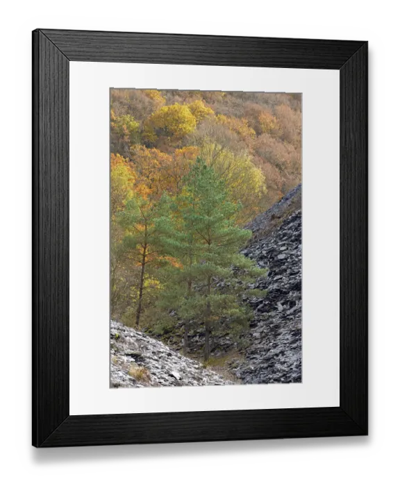 Framed Print : Mixed forest, pines (Pinus) and deciduous trees with autumn leaves between slate dumps Framed Print : Mixed forest, pines (Pinus) and deciduous trees with autumn leaves between slate dumps