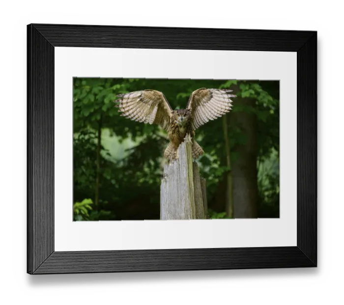 Framed Print : Eurasian eagle-owl (Bubo bubo)