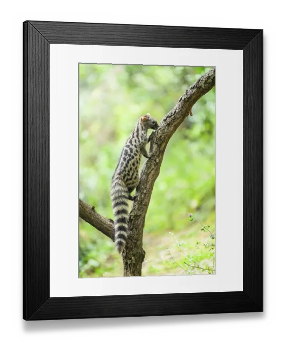 Framed Print : Common genet (Genetta genetta) Framed Print : Common genet (Genetta genetta)
