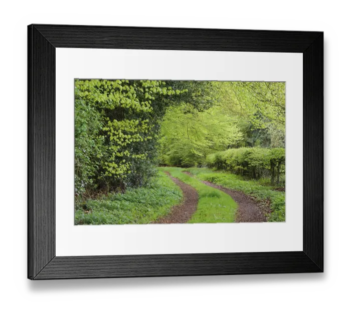 Framed Print : Weg im Herrenholz, beech forest ( Fagus sylvatica) with fresh leaves