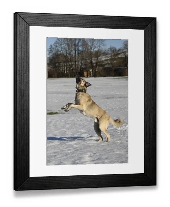Framed Print : Kangal, Anatolian guard dog jumps after being thrown a snowball Framed Print : Kangal, Anatolian guard dog jumps after being thrown a snowball