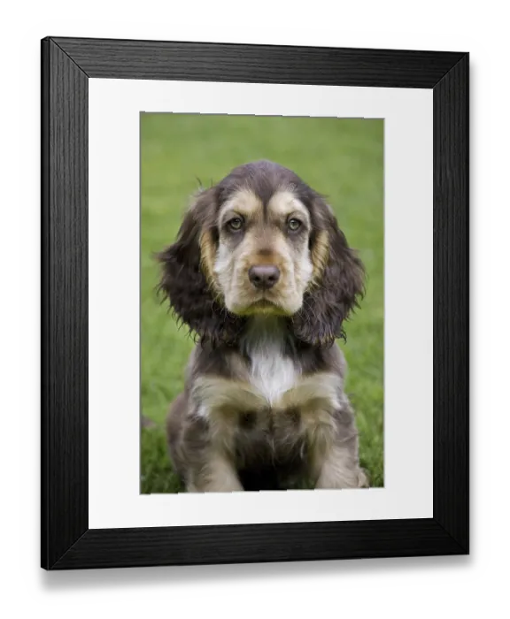 Framed Print : English Cocker Spaniel (Canis lupus familiaris) pup in garden Framed Print : English Cocker Spaniel (Canis lupus familiaris) pup in garden