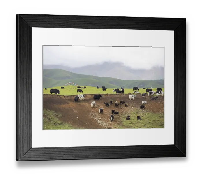 Framed Print : Domestic yaks (Bos grunniens) with calves and prayer flags in the Chinese Himalayas Framed Print : Domestic yaks (Bos grunniens) with calves and prayer flags in the Chinese Himalayas