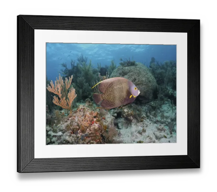 Framed Print : French angelfish (Pomacanthus paru) in typical Caribbean reef landscape