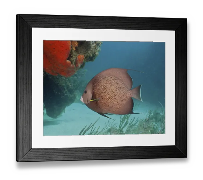 Framed Print : Gray angelfish (Pomacanthus arcuatus)