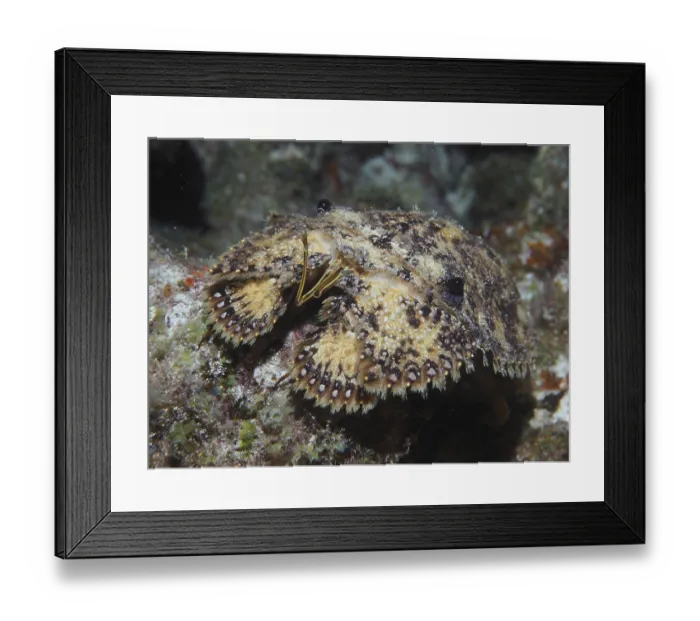 Framed Print : American bear crab (Scyllarus americanus) at night Framed Print : American bear crab (Scyllarus americanus) at night