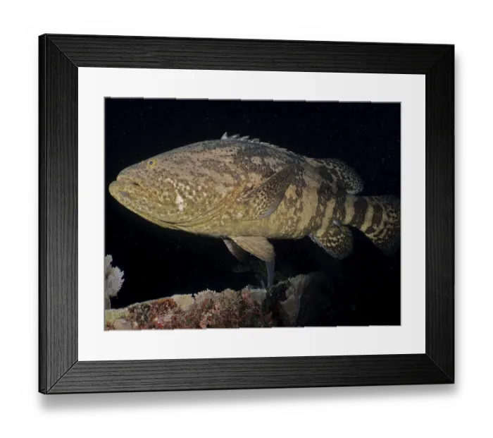Framed Print : Atlantic goliath grouper (Epinephelus itajara) at night