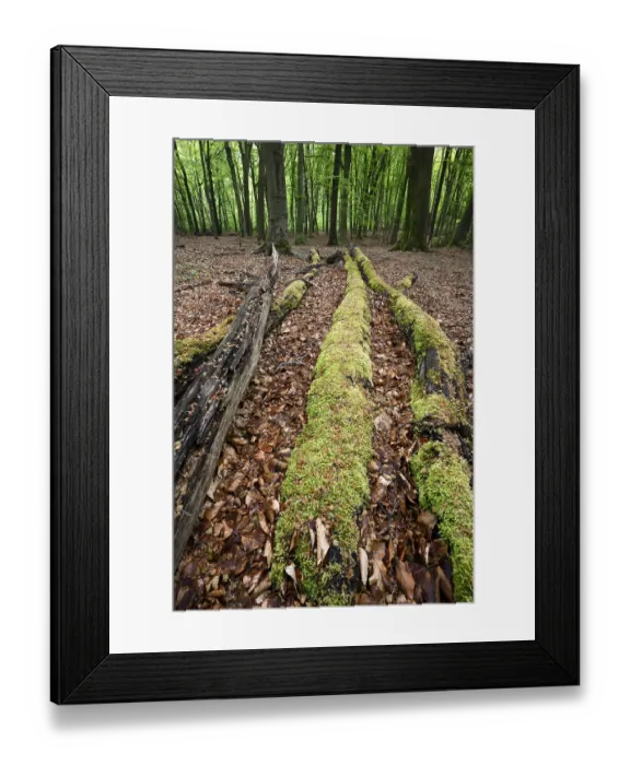 Framed Print : Beech forest in spring, dead tree trunks Framed Print : Beech forest in spring, dead tree trunks