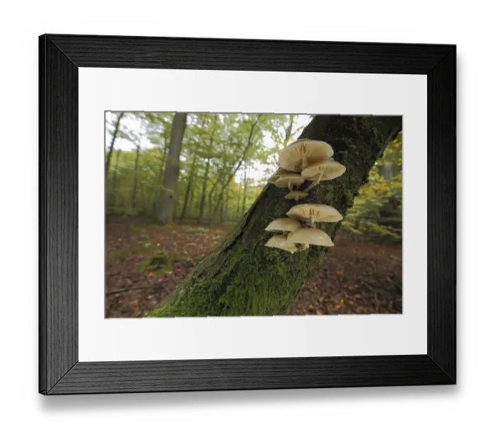 Framed Print : Porcelain fungus (Oudemansiella mucida) on a tree trunk with moss
